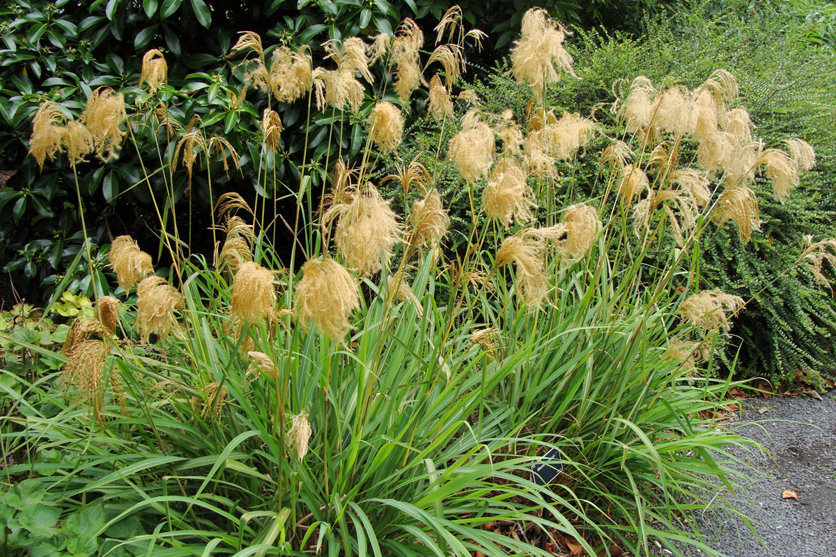 Miscanthus sinensis (4).jpg